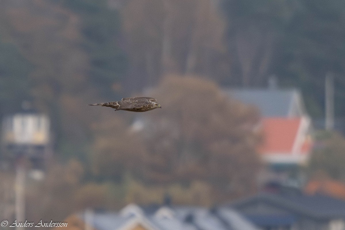 Eurasian Goshawk - ML625186555