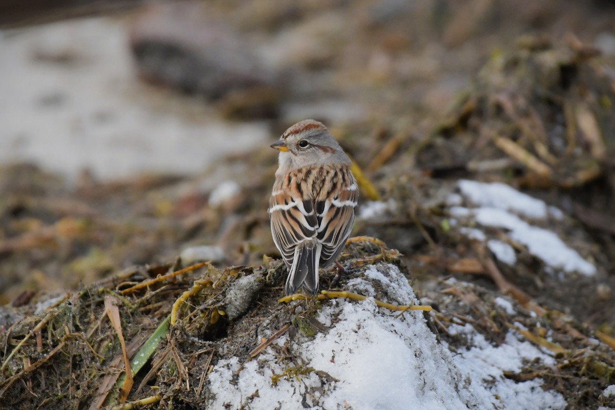 American Tree Sparrow - ML625186656