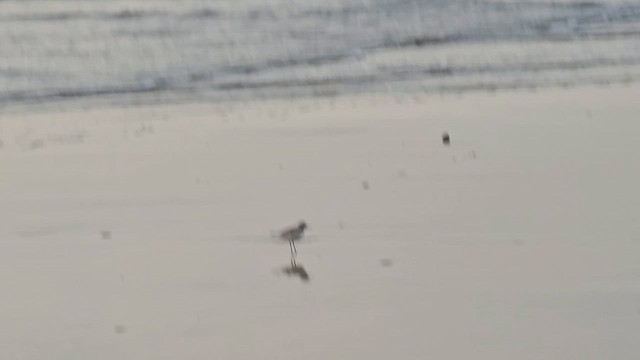 Kentish Plover - ML625186662