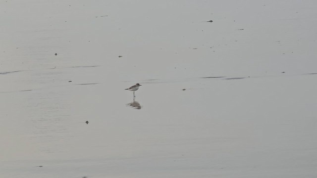 Kentish Plover - ML625186663