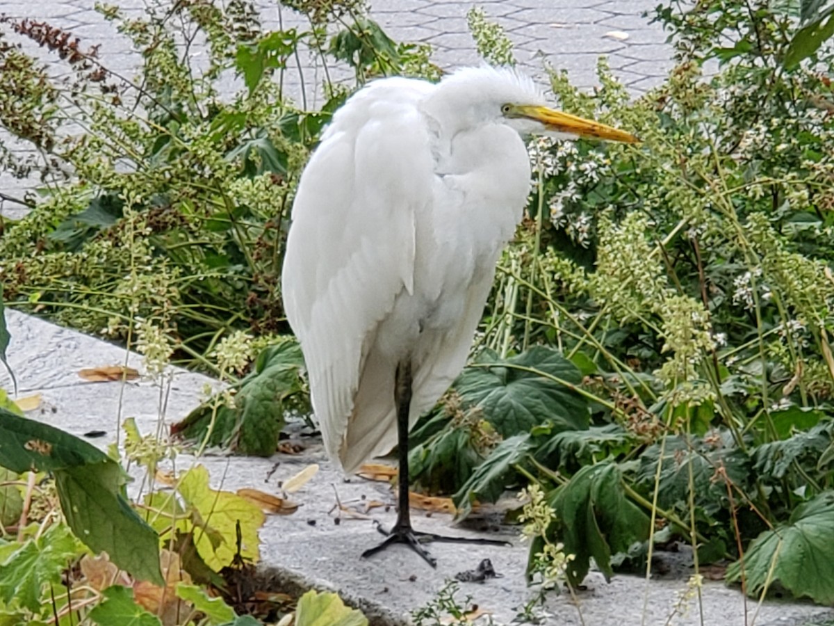 Great Egret - ML625186918