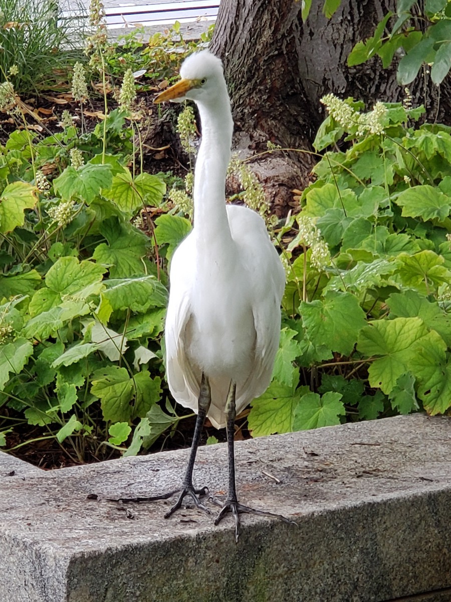 Great Egret - ML625186919