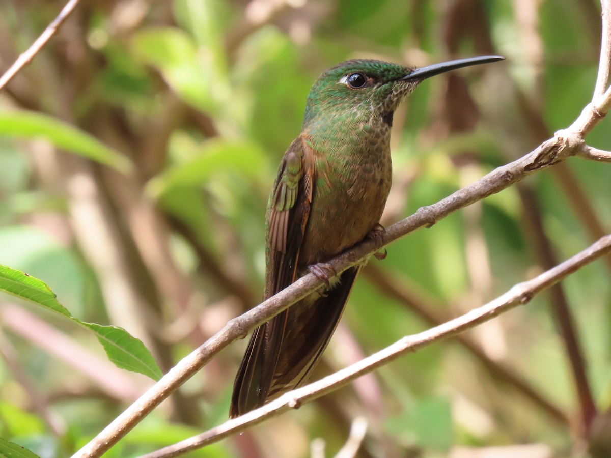 Fawn-breasted Brilliant - ML625186929