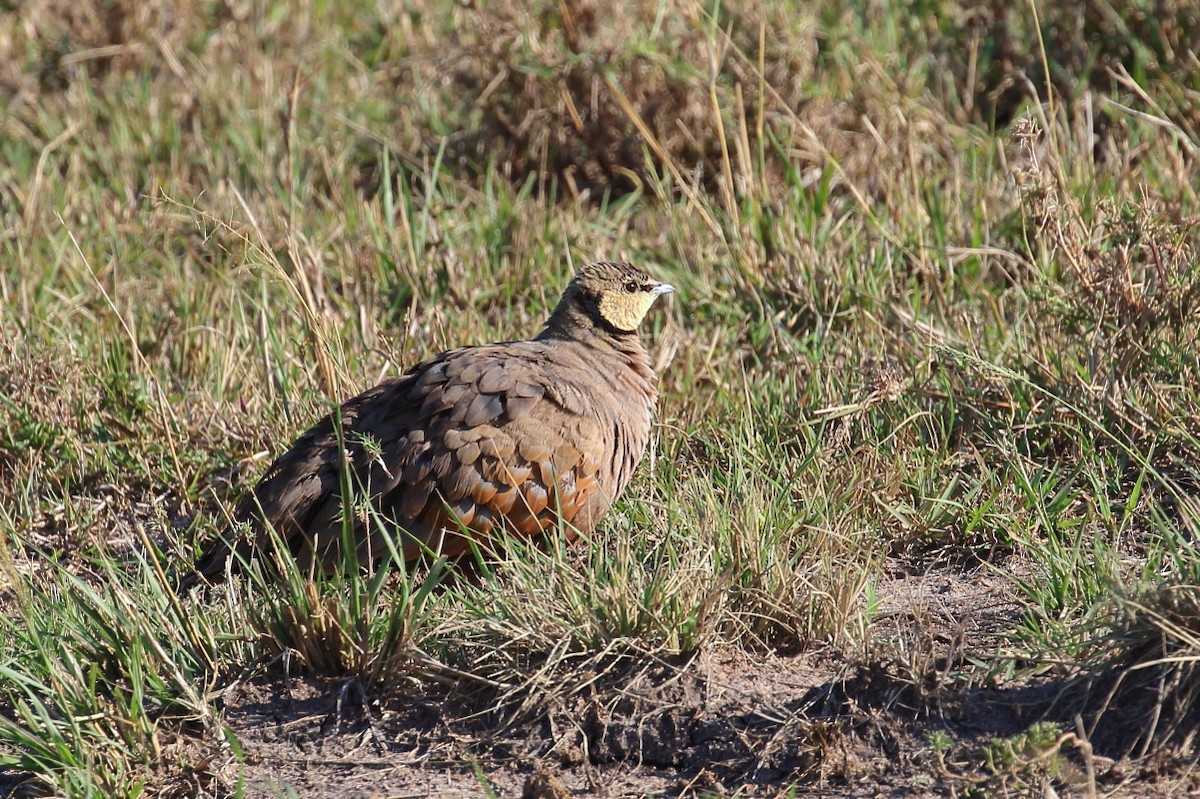 Yellow-throated Sandgrouse - ML625186948