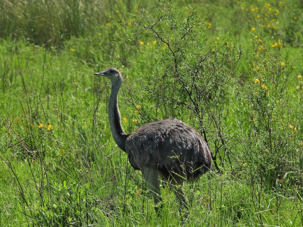 Greater Rhea - ML625186990