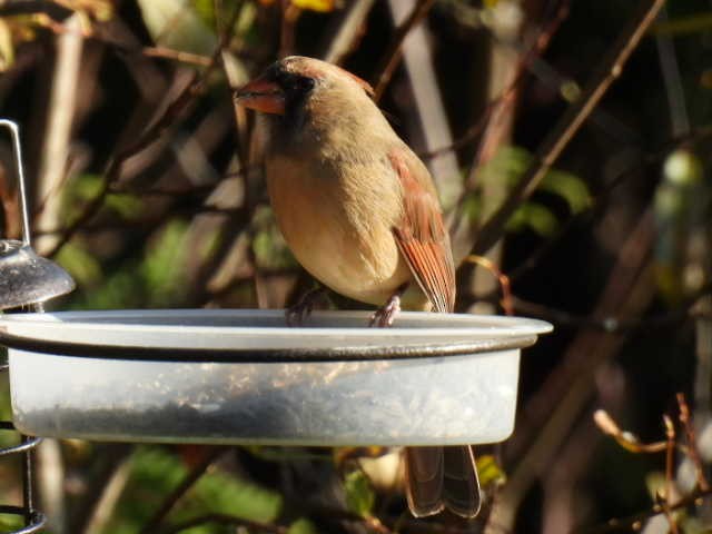 Cardinal rouge - ML625186994