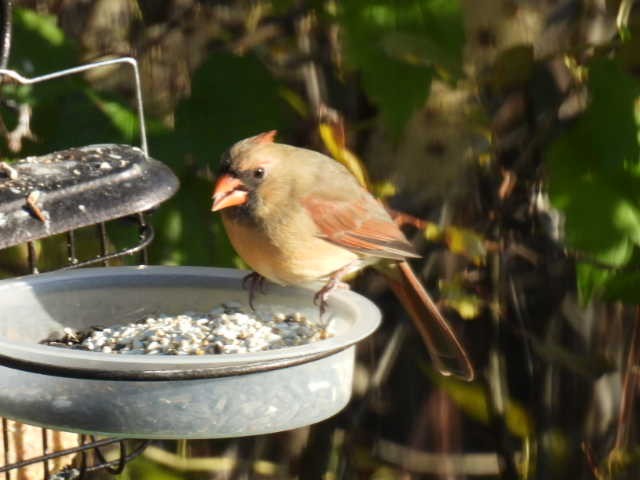Cardinal rouge - ML625186996
