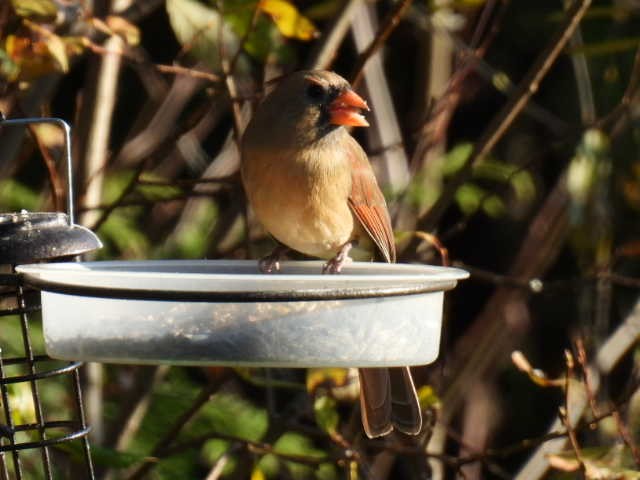 Cardinal rouge - ML625186997