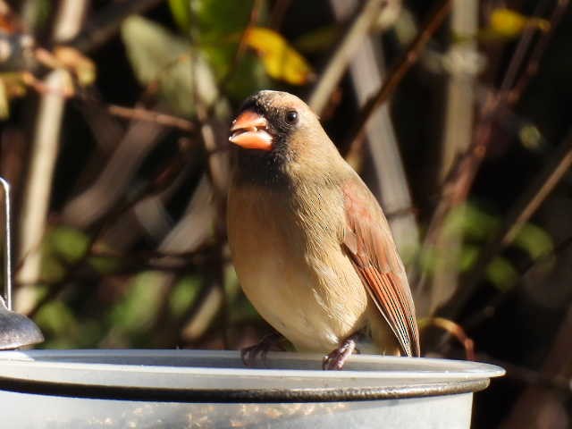 Cardinal rouge - ML625186998