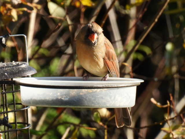 Cardinal rouge - ML625186999
