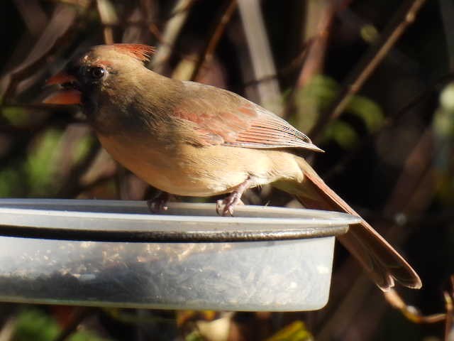 Cardinal rouge - ML625187001