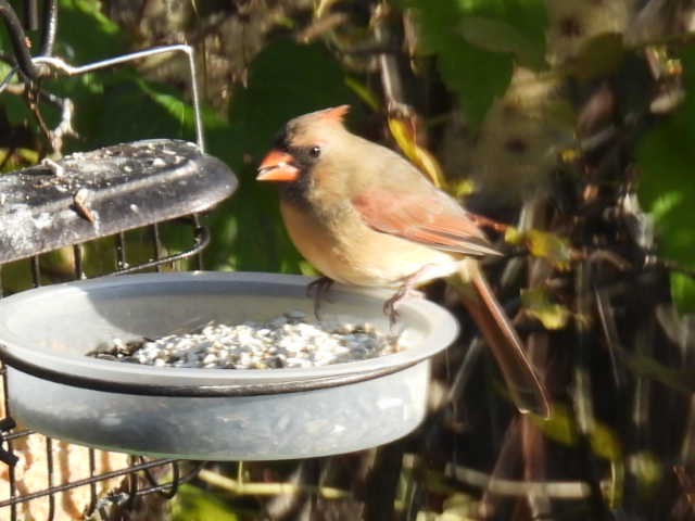 Cardinal rouge - ML625187002
