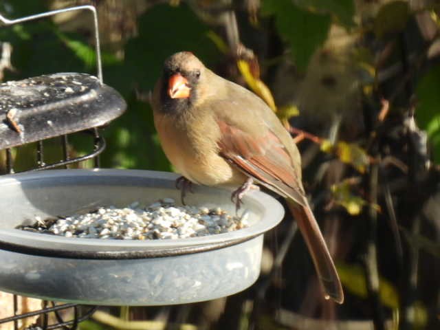 Cardinal rouge - ML625187003