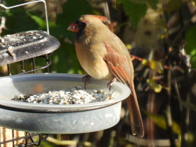 Cardinal rouge - ML625187005