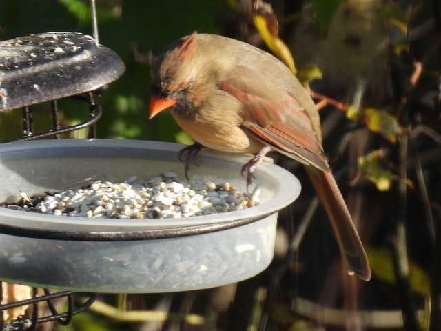 Cardinal rouge - ML625187007