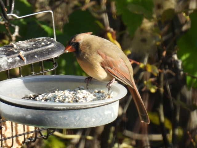 Cardinal rouge - ML625187009