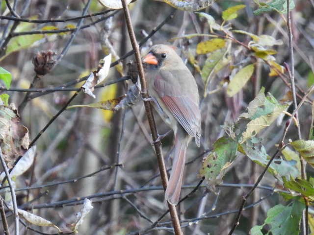Cardinal rouge - ML625187011
