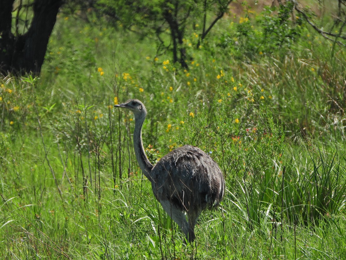 Greater Rhea - ML625187017