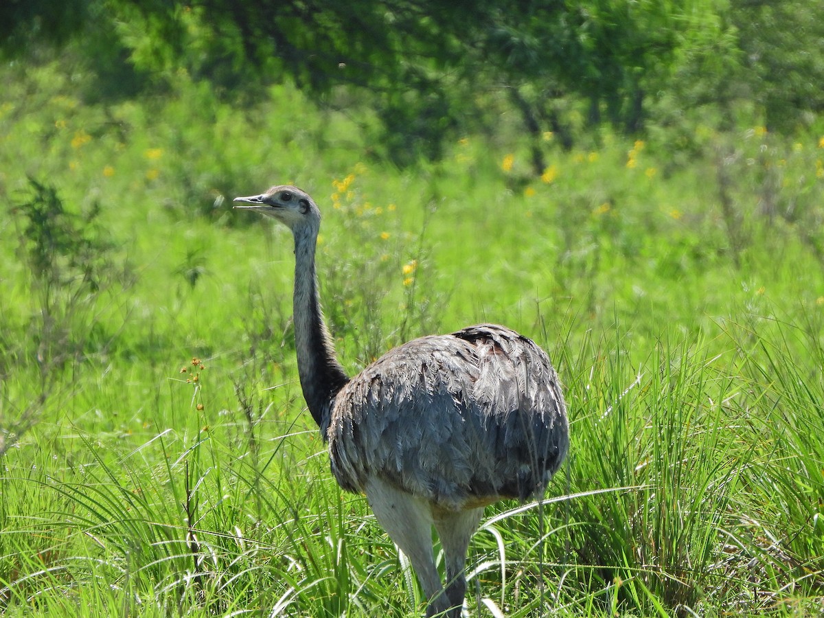 Greater Rhea - ML625187022