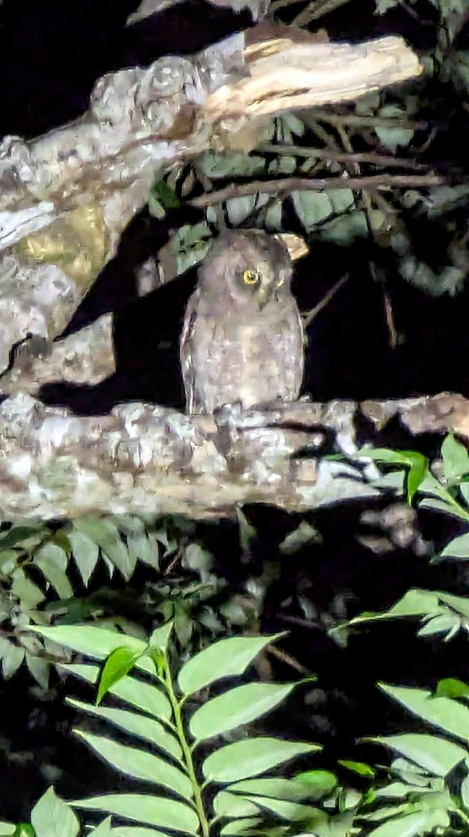 Ryukyu Scops-Owl - ML625187039