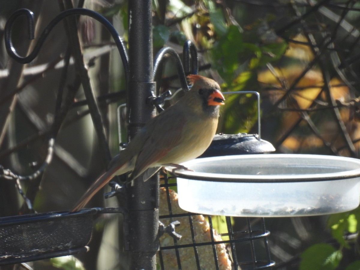 Cardinal rouge - ML625187043
