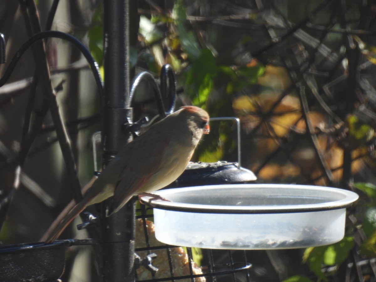 Cardinal rouge - ML625187044