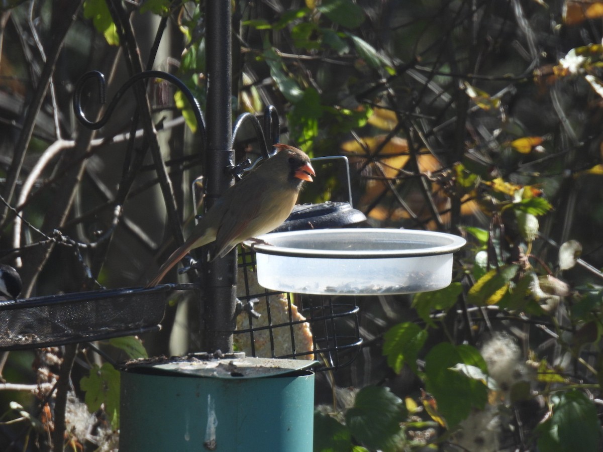 Cardinal rouge - ML625187046