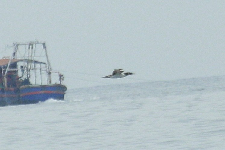 Masked Booby - ML625187269