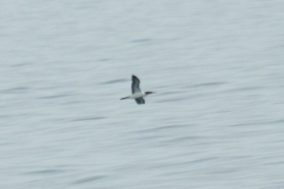 Masked Booby - ML625187270