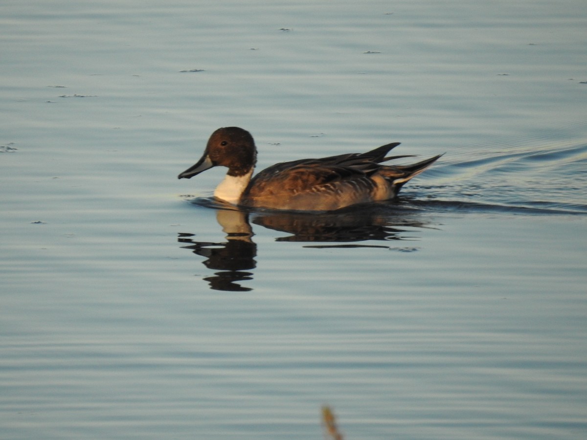 Northern Pintail - ML625187426