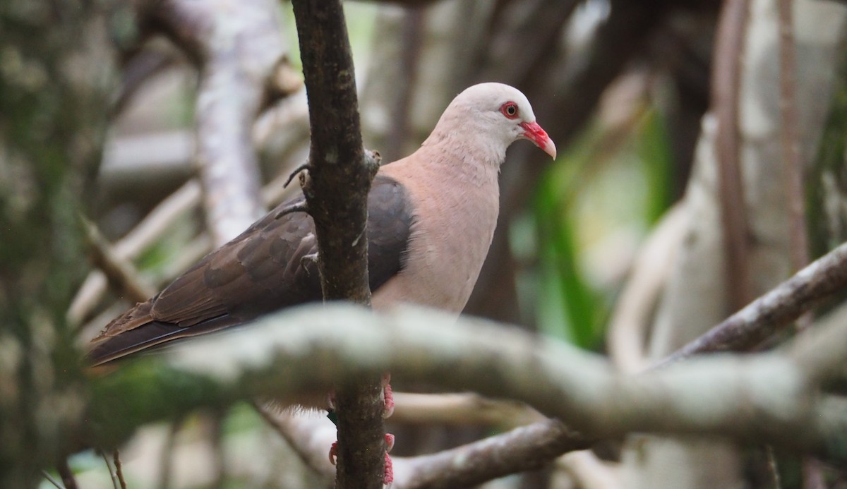 Pink Pigeon - ML625187429