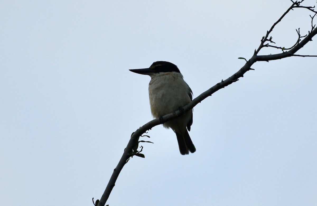 Sacred Kingfisher - ML625187504