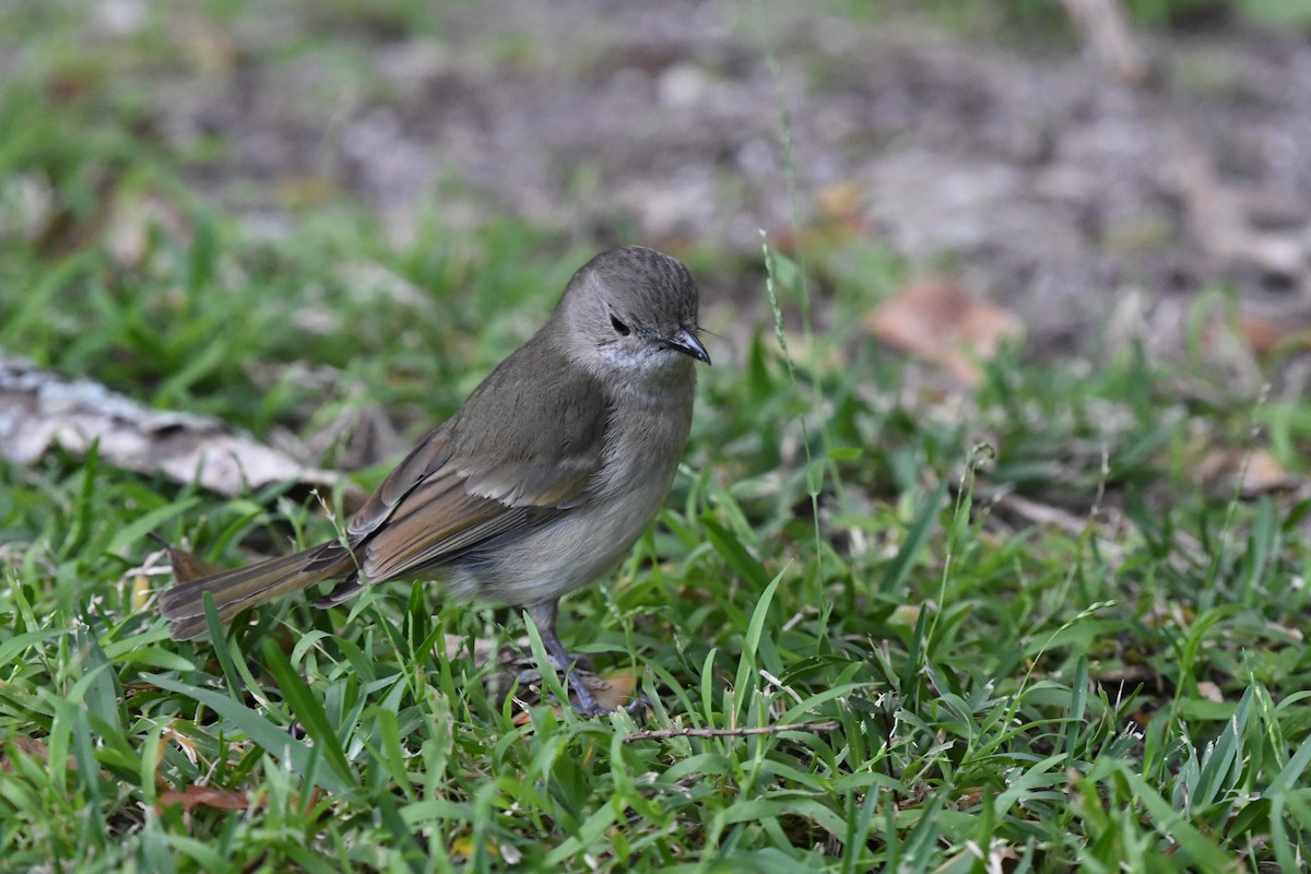 Golden Whistler (Eastern) - ML625187510