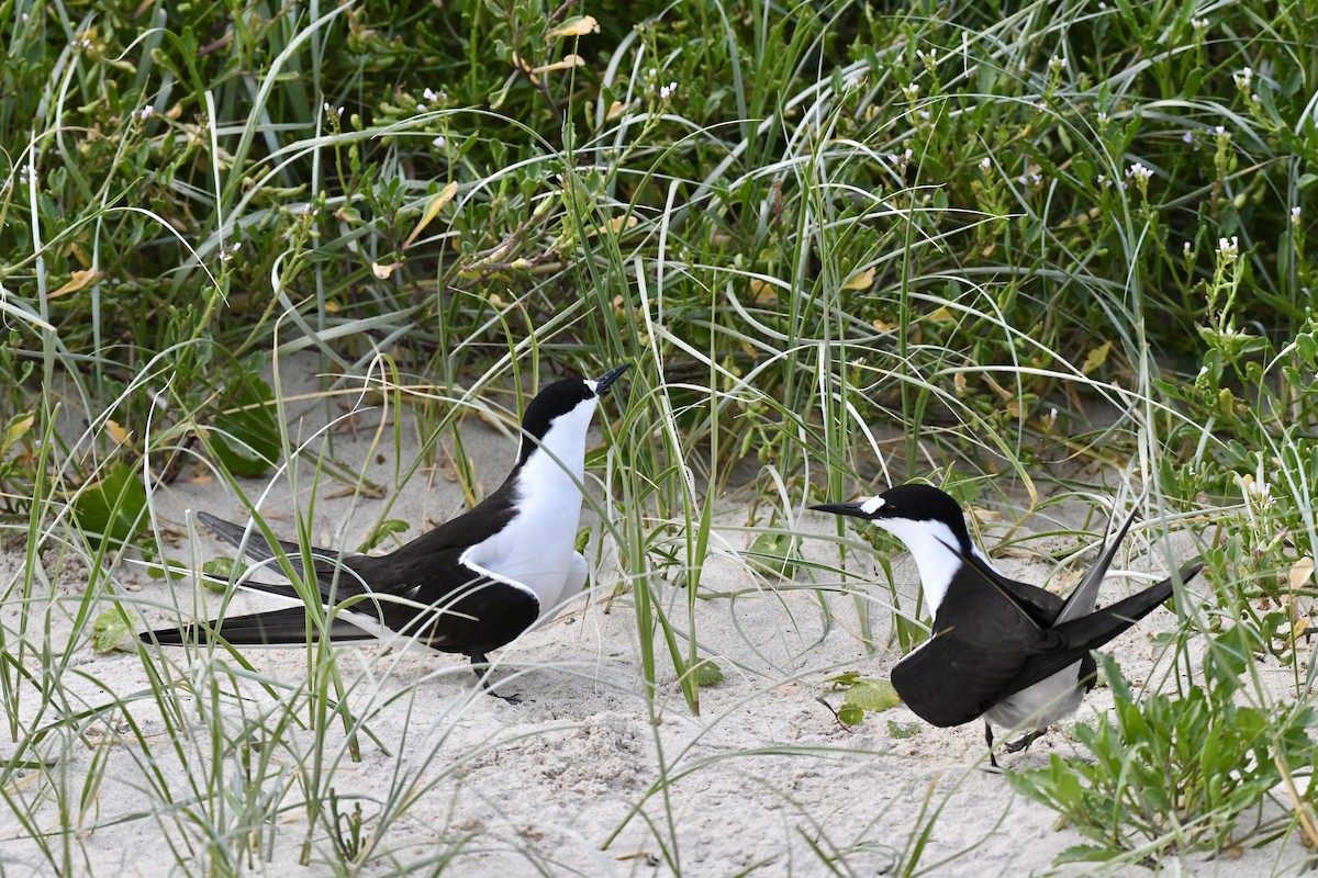 Sooty Tern - ML625187518