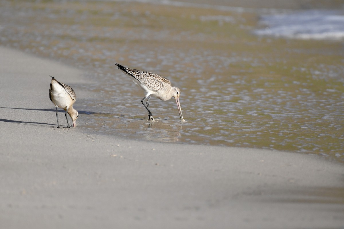 Bar-tailed Godwit - ML625187532