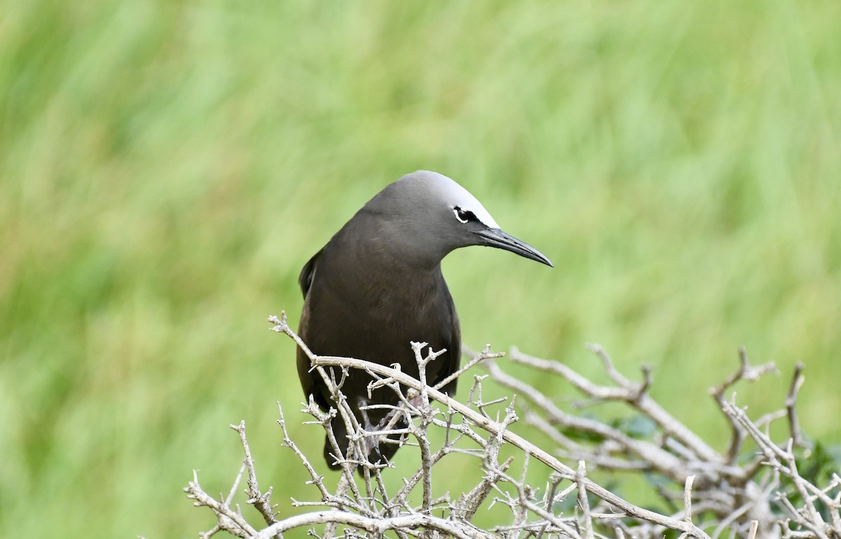 Brown Noddy - ML625187534