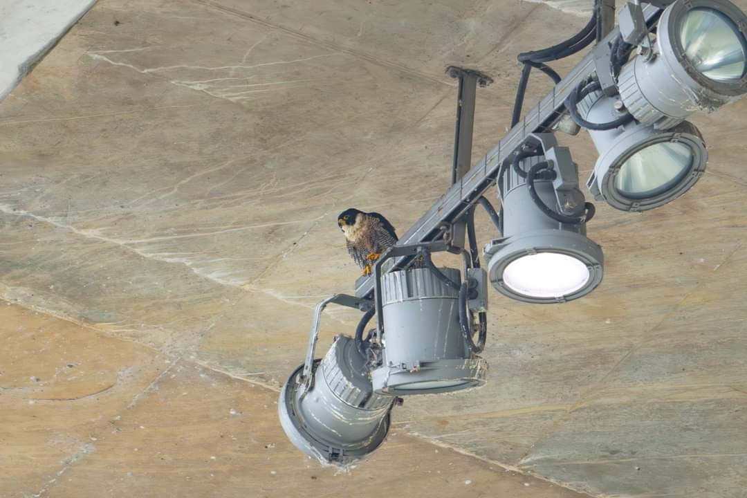 Peregrine Falcon - ML625187566