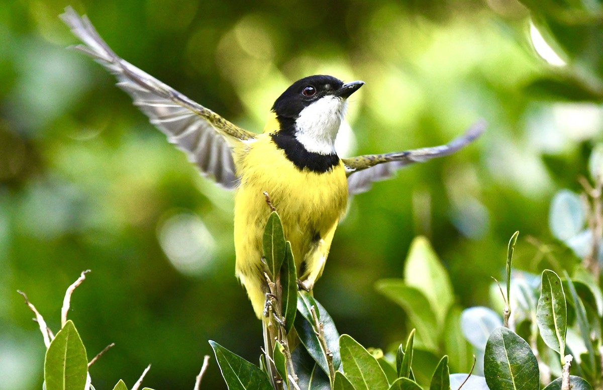 Golden Whistler (Eastern) - ML625187590