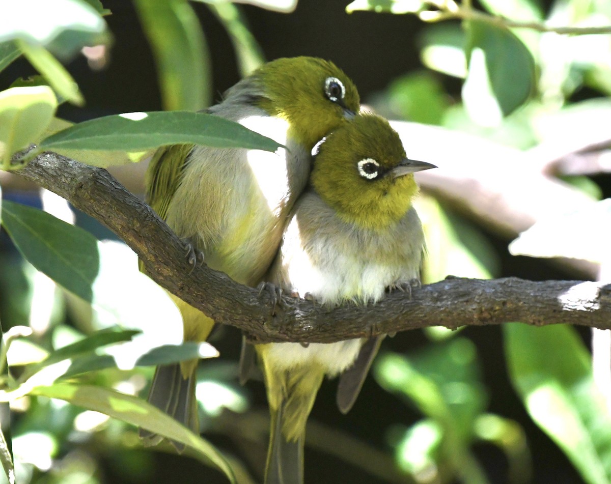 Silvereye - ML625187601