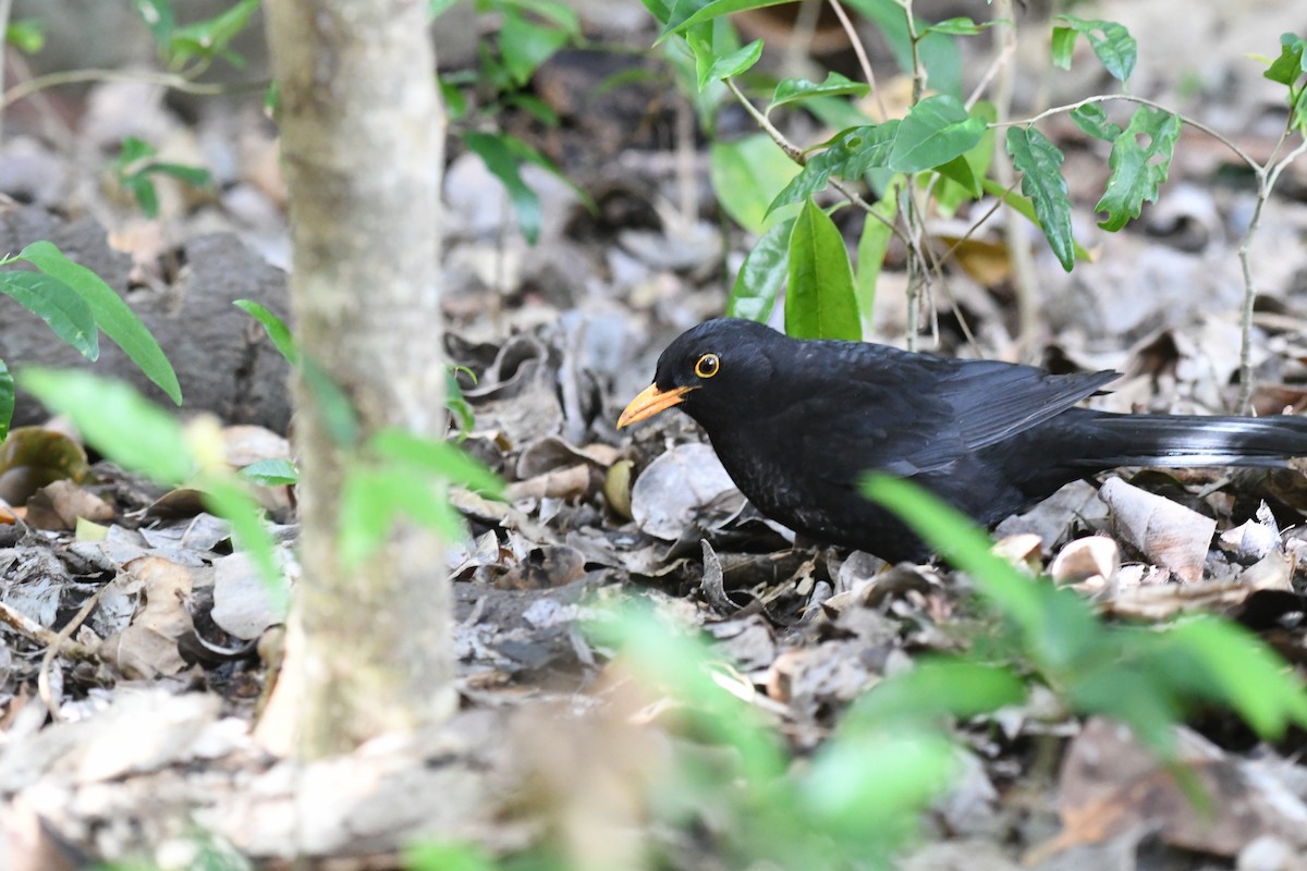 Eurasian Blackbird - ML625187606