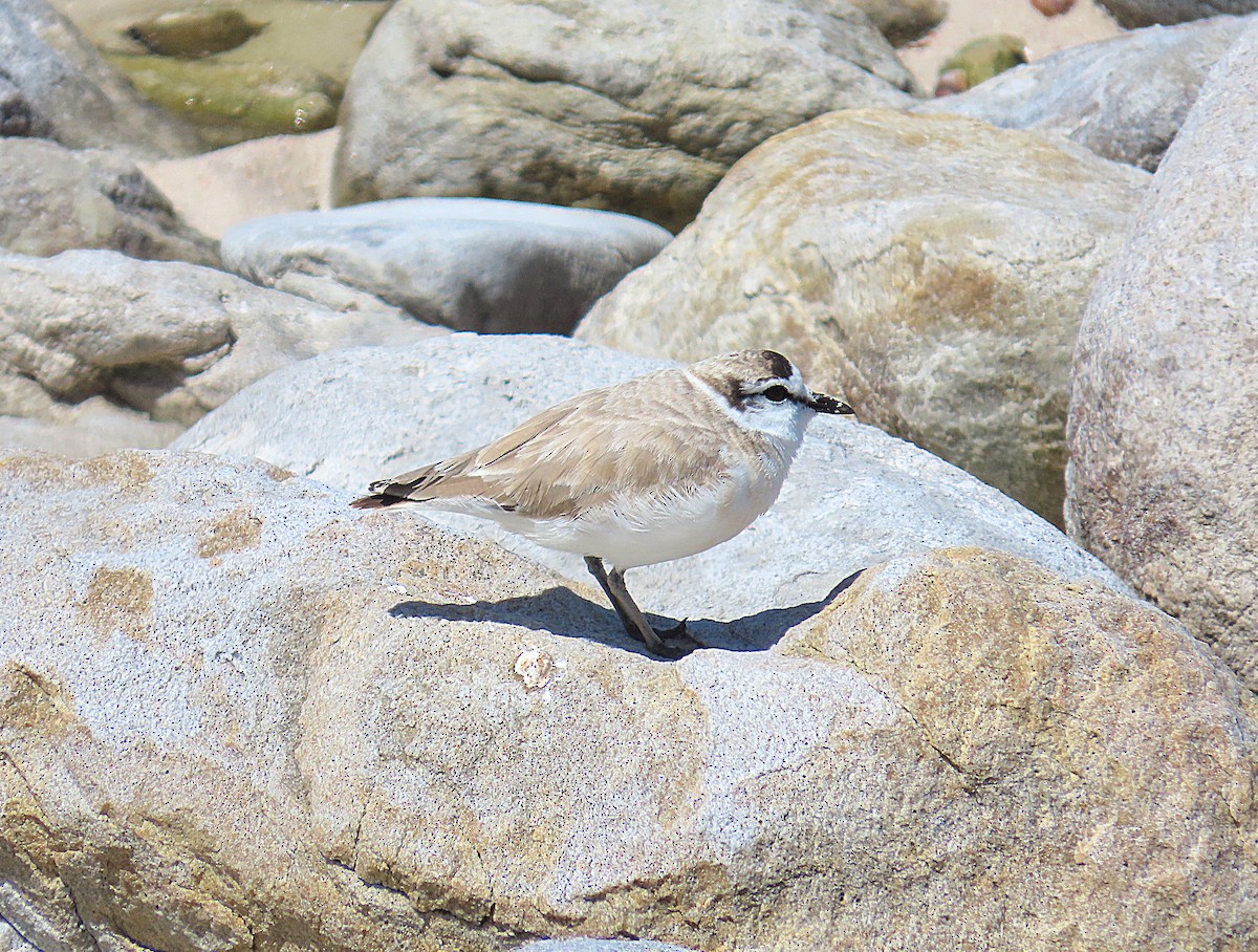 White-fronted Plover - ML625187851