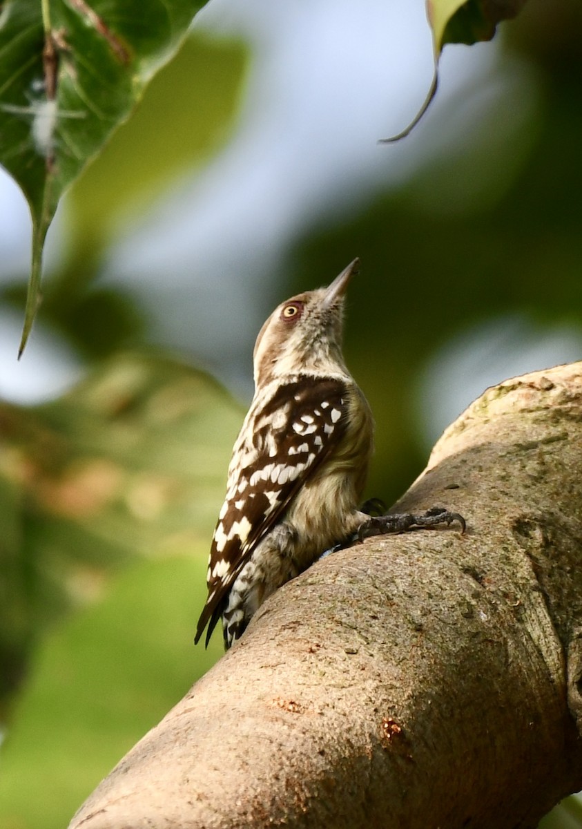 Brown-capped Pygmy Woodpecker - ML625187985