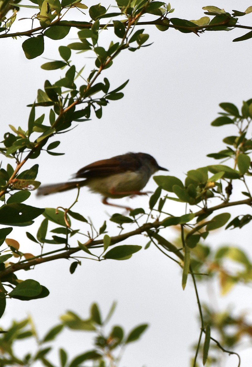 Gray-breasted Prinia - ML625188016