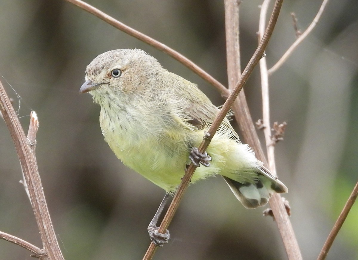 Weebill - Stephan Megroz