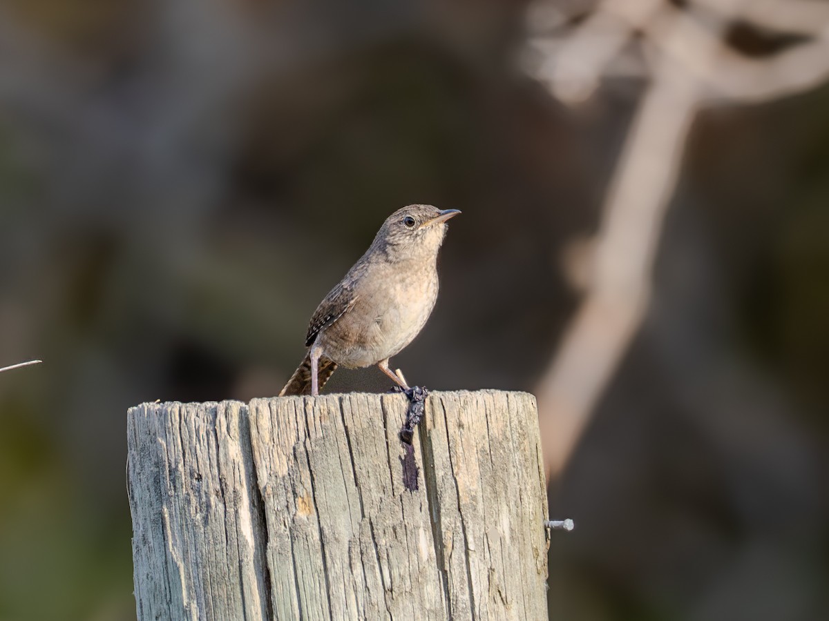 Northern House Wren - ML625188051