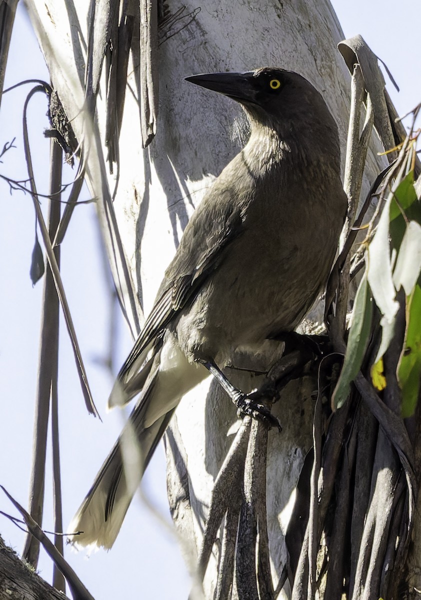 Gray Currawong - ML625188075