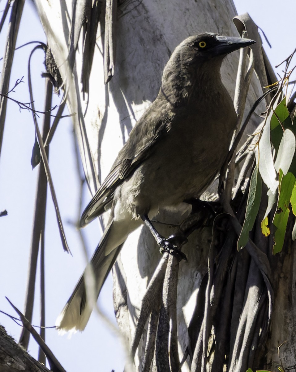 Gray Currawong - ML625188076