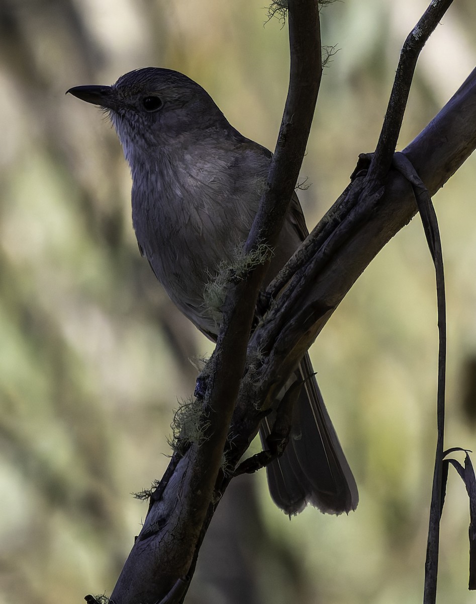 Rufous Whistler - ML625188084