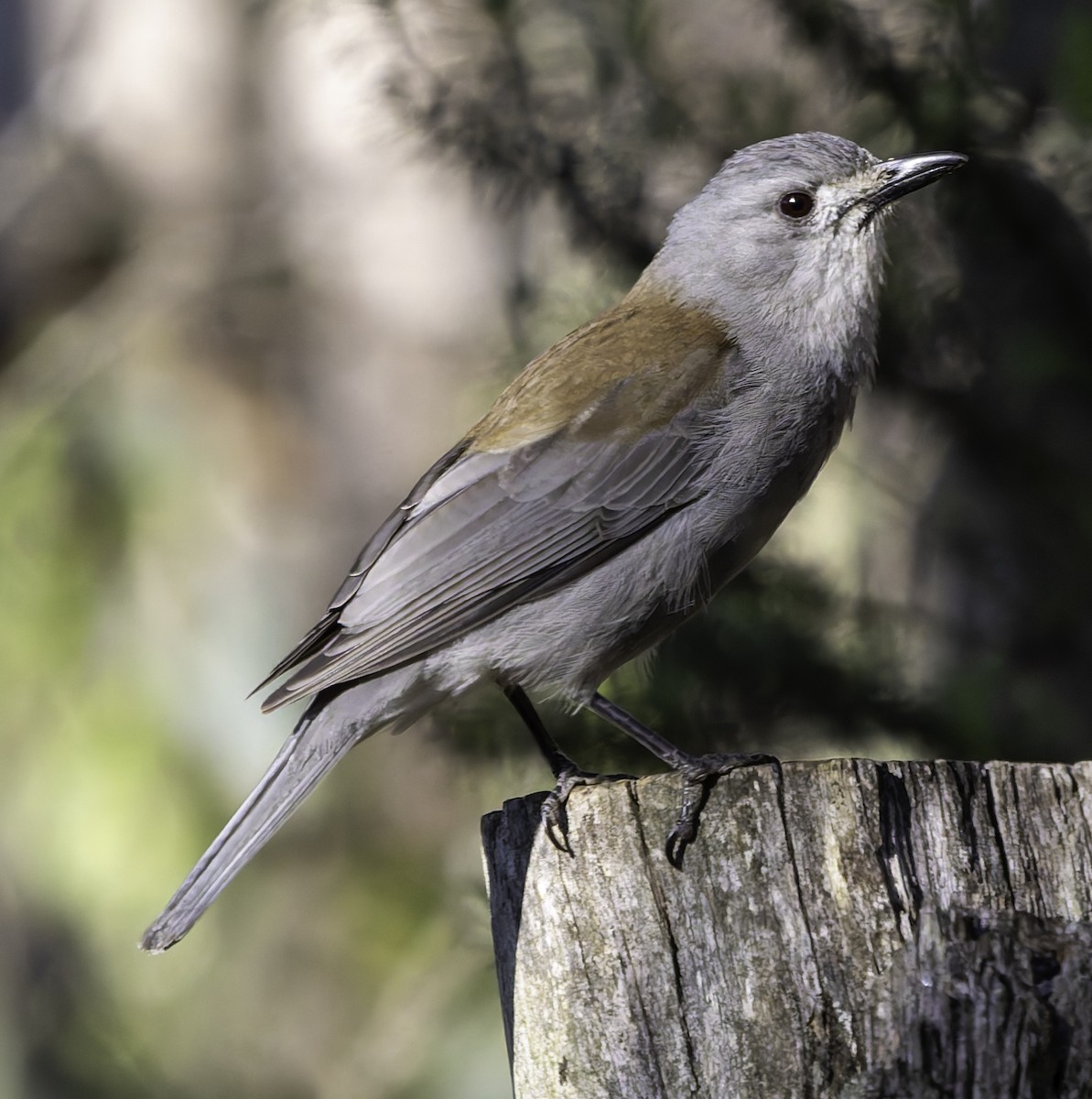 Gray Shrikethrush - ML625188086