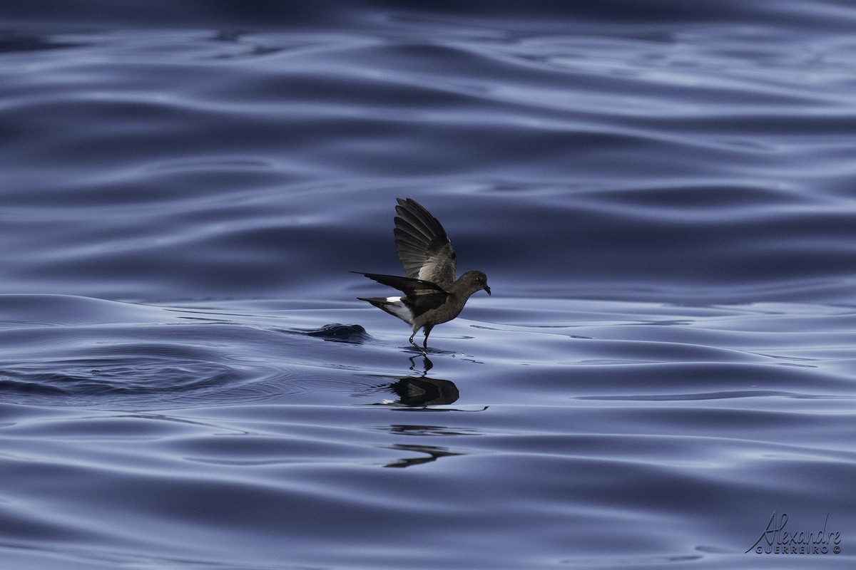 Wilson's Storm-Petrel - ML625188167